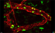 Dual colour fluorescence microscopy image of mouse skin blood vessels with special circulating cells highlighted in green