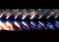Multicolour polarized light microscopy image highlighting sceleton muscles in a zebrafish larva