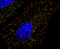 Single cell with the nucleus labeled in blue and different vesicles in green and red. Some vesicles show both labels - green and red