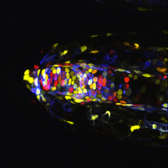 Josh Currie - CTRD - Axolotl tissue expressing a multicolor fluorescent LoxP reporter (i.e. Brainbow technology) supported by LMF CRTD/BIOTEC