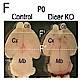 Fig.1 taken from De Pietri Tonelli et al, 2008.