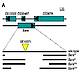 Fig.3 taken from Demontis et al, 2009.