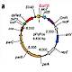 Fig.1 taken from Ejsmont et al, 2009.