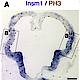 Fig.5 taken from Farkas et al, 2008.