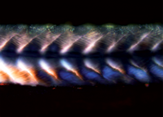 Judith Konantz - CRTD - sceleton muscles in a zebrafish larva imaged with polarized light microscopy, supported by LMF CRTD/BIOTEC