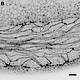 Fig.3 taken from Flores-Benitez et al, 2015.