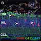 Fig.10 taken from Hochmann et al, 2012.