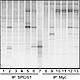 Fig.3 taken from Kilic et al, 2010.