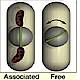 Fig.2 taken from Krueger et al, 2008.