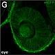 Fig.1 taken from Luz et al, 2013.