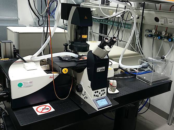 ML1 - Leica 2photon in-vivo 