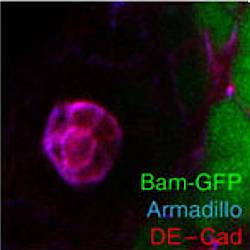 Fig.3 taken from Michel et al, 2011.