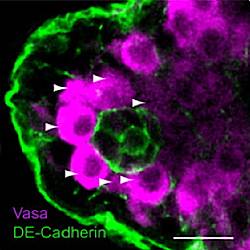 Fig.4 taken from Michel et al, 2012.