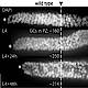 Fig.1 taken from Millonigg et al, 2014.