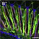 Fig.6 taken from Mishra et al, 2012.