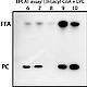 Fig.7 taken from Moessinger et al, 2011.