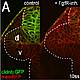 Fig.4 taken from Picker et al, 2009.