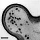 Fig.5 taken from Prigent et al, 2011.