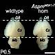 Fig.1 taken from Pulvers et al, 2010.