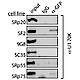 Fig.6 taken from Sapra et al, 2009.