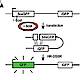 Fig.1 taken from Slabicki et al, 2010.