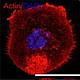 Fig.5 taken from Steenblock et al, 2014.