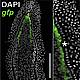 Fig.1 taken from Wehner et al, 2014.