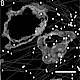 Fig.4 taken from Woog et al, 2012.