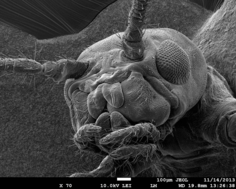 Thomas Kurth - EMF CRTD/BIOTEC - Phasmid SEM image