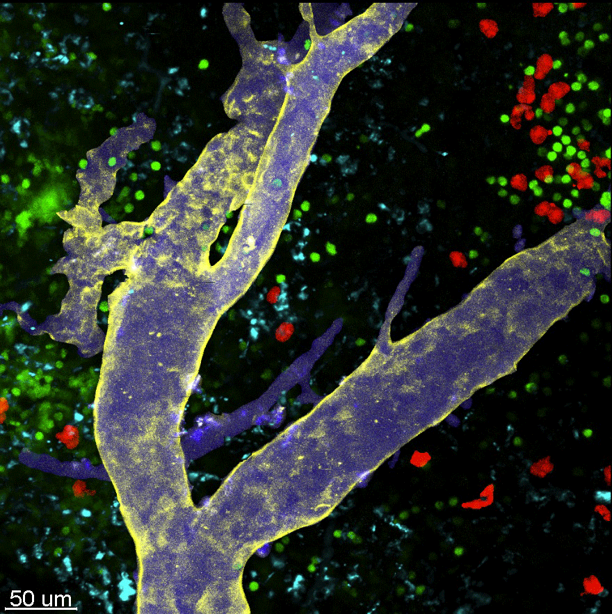 © Jan Dudeck - MTZ,  Immunology - Mouse lymph node