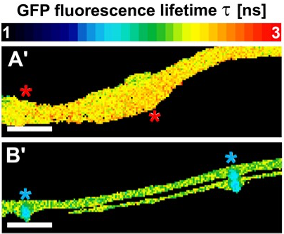 Example of a FLIM image from Stahl et al., 2013, Curr Biol