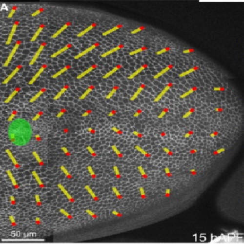 Fig.1 taken from Aigouy et al, 2010.