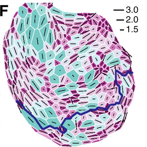 Fig.2 taken from Aliee et al, 2012.