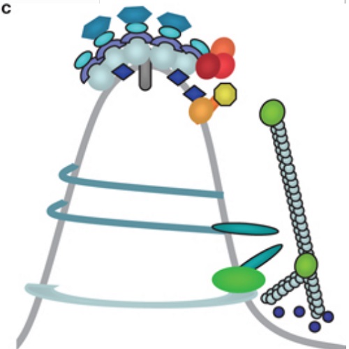 Fig.6 taken from Anitei et al, 2010.