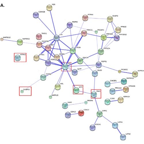 Fig.5 taken from Anitei et al, 2014.