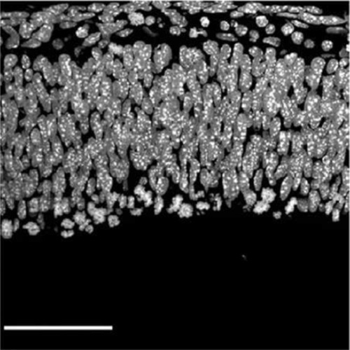 Fig.4 taken from Arai et al, 2015.