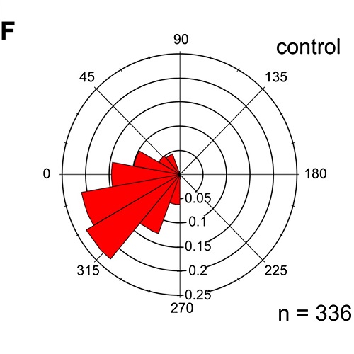 Fig.4 taken from Arboleda-Estudillo et al, 2010.