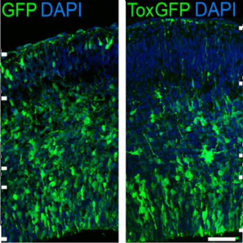 Fig.5 taken from Artegiani et al, 2015.