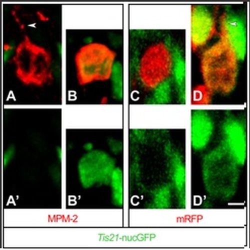 Fig.7 taken from Attardo et al, 2008.