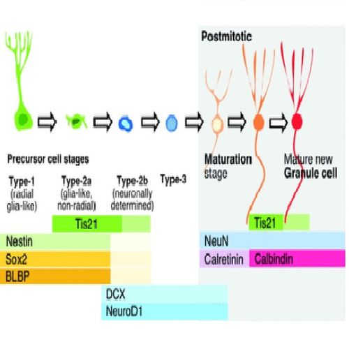 Fig.6 taken from Attardo et al, 2009.