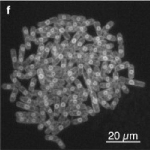 Fig.1 taken from Baumgaertner et al, 2009.