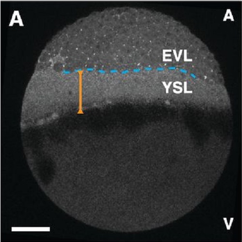 Fig.1 taken from Behrndt et al, 2012.