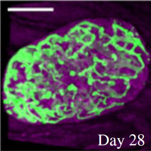 Fig.3 taken from Borg et al, 2014.