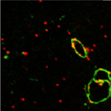 Fig.6 taken from Boucherie et al, 2013.