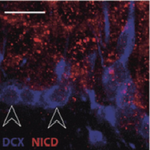 Fig.4 taken from Brandt et al, 2010.