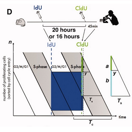 Fig.1 taken from Brandt et al, 2012.