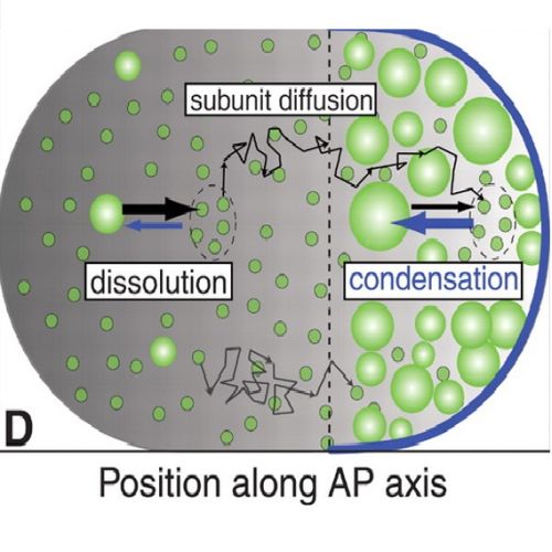 Fig.4 taken from Brangwynne et al, 2009.