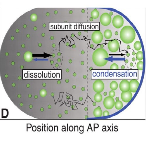 Fig.4 taken from Brangwynne et al, 2009.