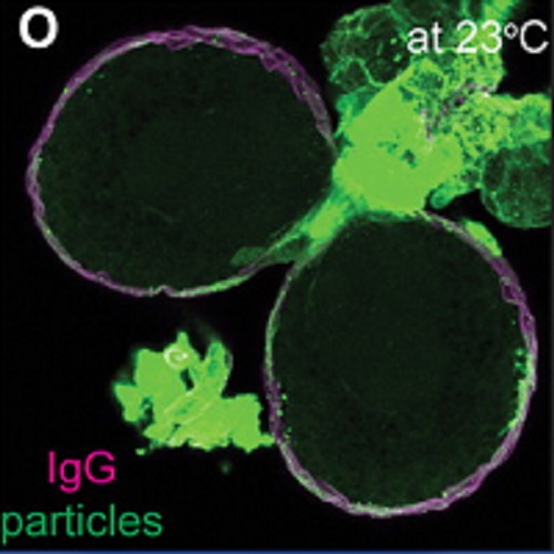 Fig.1 taken from Brankatschk et al, 2010.