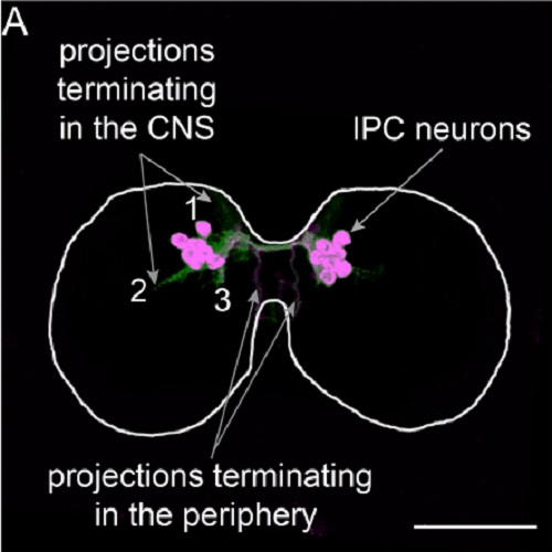 Fig.6 taken from Brankatschk et al, 2014.